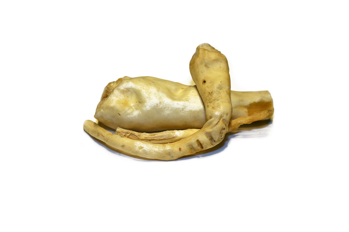Ochsen-Schwanz 12 cm